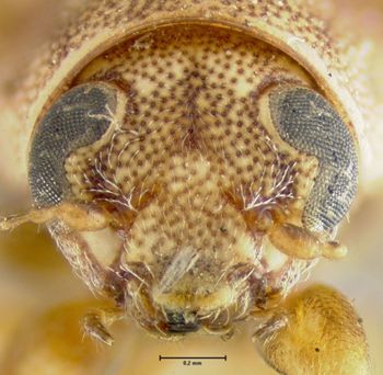 Media type: image;   Entomology 24944 Aspect: head frontal view